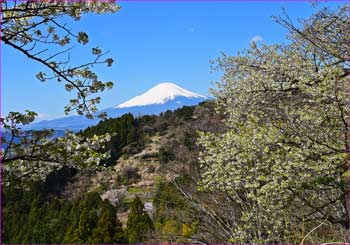 山桜に富士山