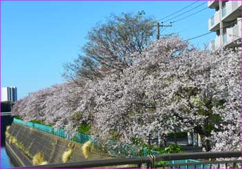 桜名残の