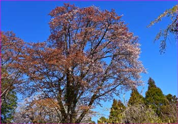 山桜