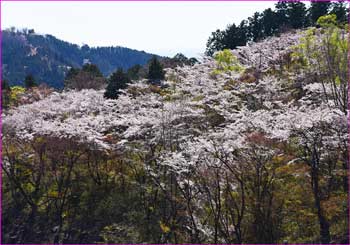 桜山