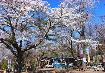 高尾城山の桜