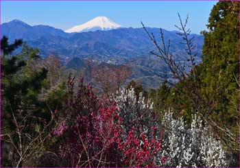 桃花に富士