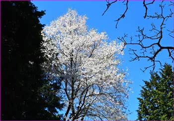 桜満開