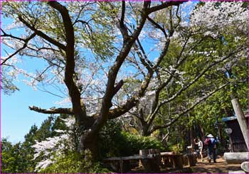 峠も花盛り