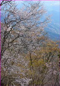 山桜