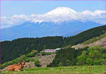 大野山富士