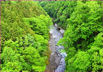 青葉若葉の桂川