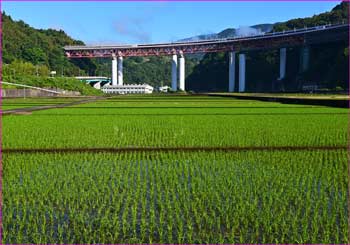 田んぼに若苗