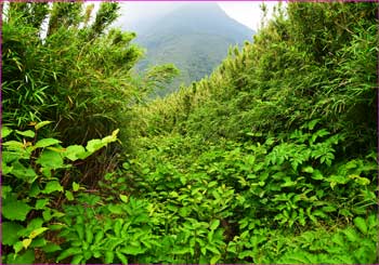 登山道