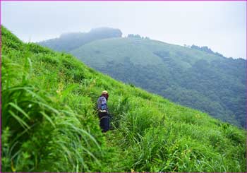 除草作業中