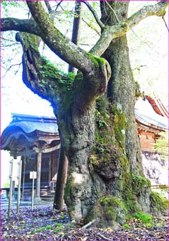 峰の桜