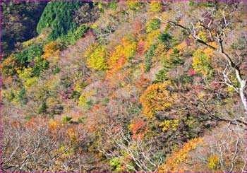 晩秋の景