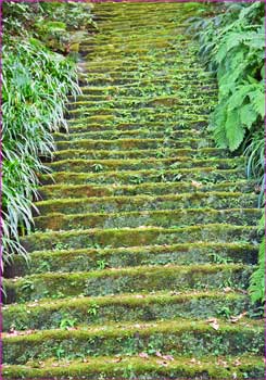 苔寺の苔石段