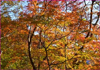 紅葉真っ盛り