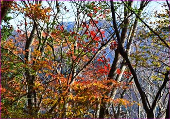 紅葉愛でて