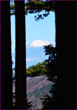 木立に富士が