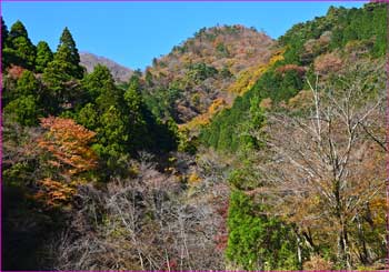 晩秋の景