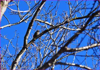 野鳥が