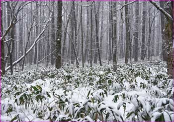 雪の森