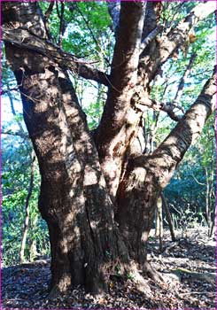 山桜