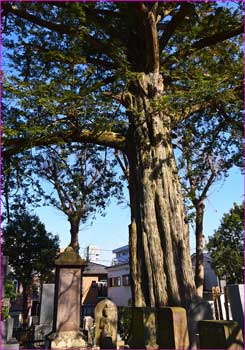 常光寺のカヤ