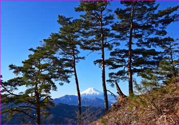 松林に富士山