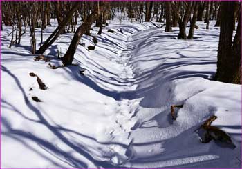 雪道