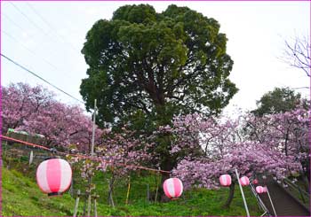 河津桜祭り