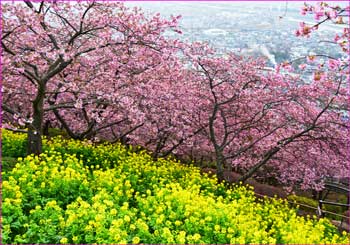 河津桜