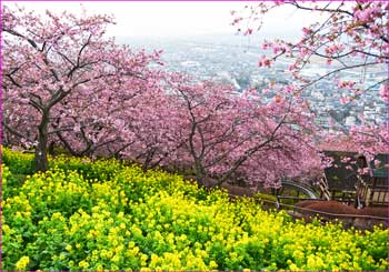 河津桜