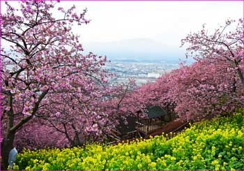 河津桜