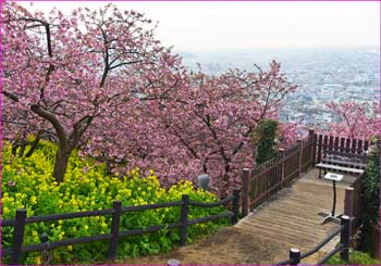 河津桜祭り