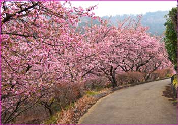 河津桜ロード