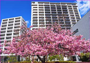 河津桜
