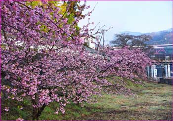 河津桜