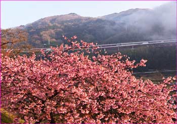 河津桜