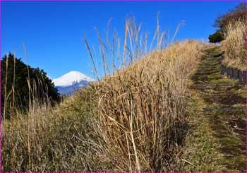 旧牧場から富士山