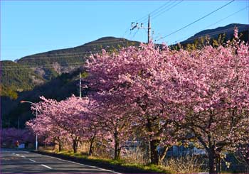 河津桜