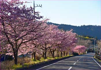 寄通りの河津桜