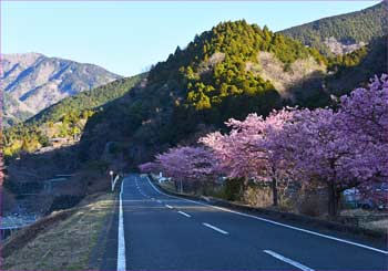 河津桜