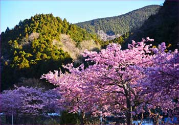 河津桜