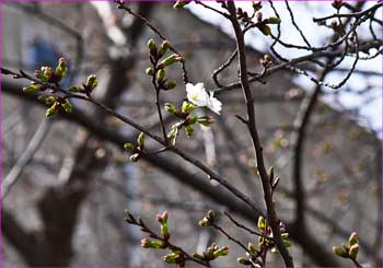 教会の桜