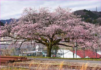 金太郎桜