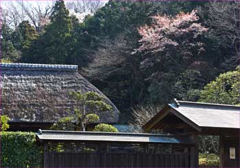 山桜が