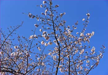 白山宮の桜