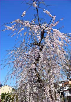 しだれ桜