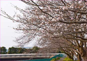 境川の桜