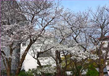 教会の桜