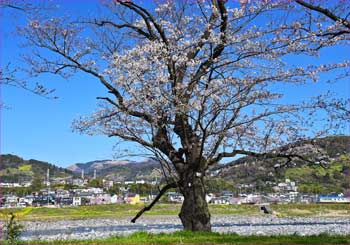 大口広場の桜