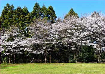 河村城址公園